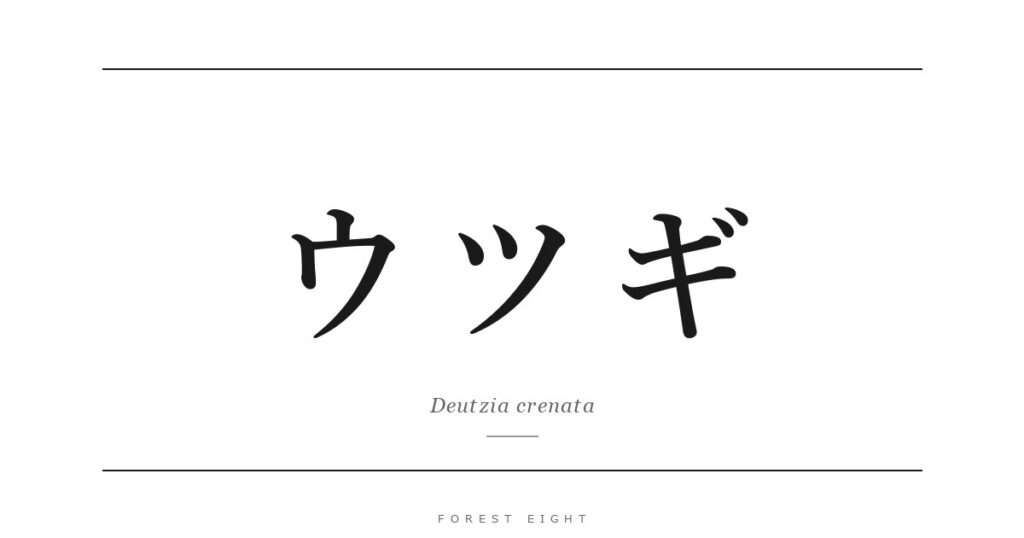 ウツギ | Forest Eight