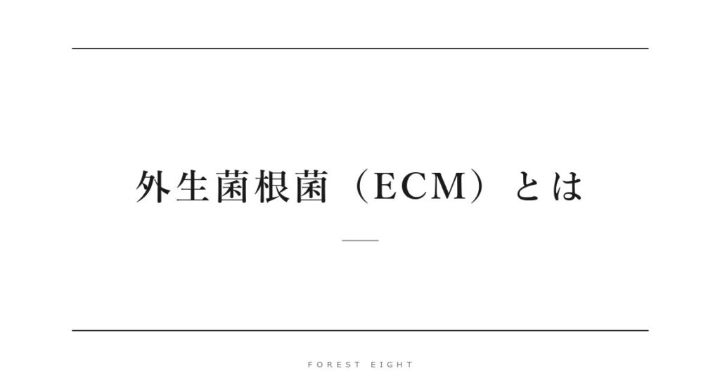 外生菌根菌（ECM）とは | Forest Eight