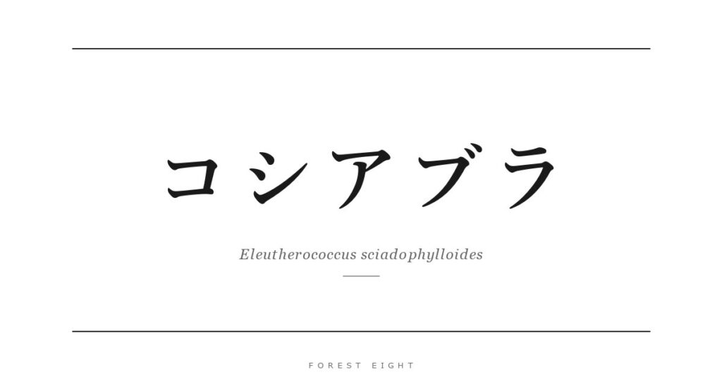 コシアブラ | Forest Eight