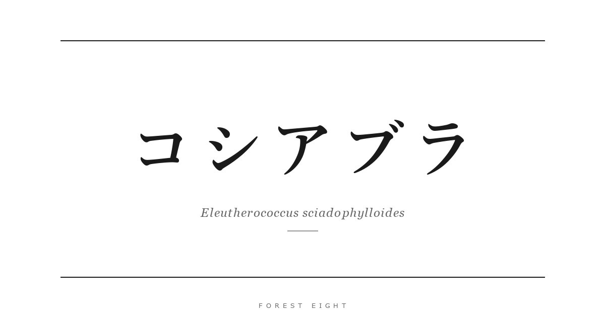 コシアブラ | Forest Eight