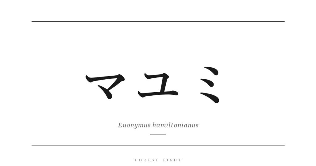 マユミ | Forest Eight