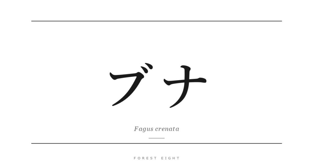ブナ | Forest Eight