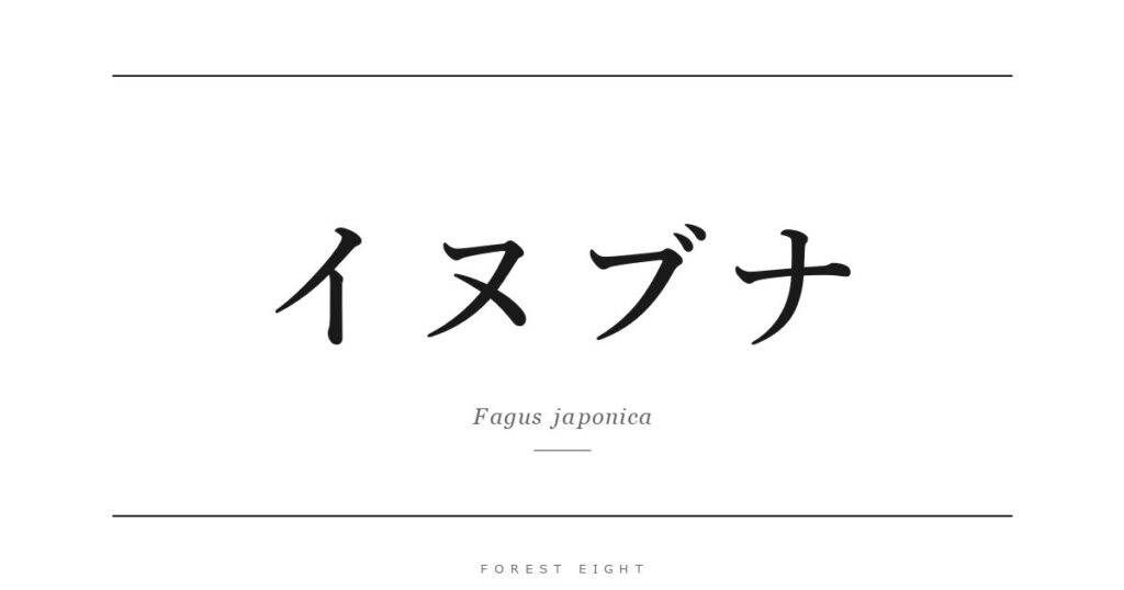 イヌブナ | Forest Eight
