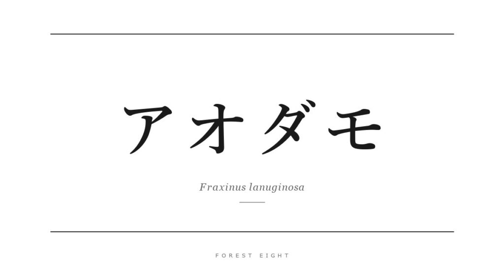アオダモ | Forest Eight