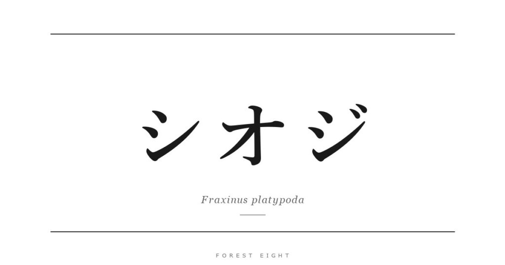シオジ | Forest Eight
