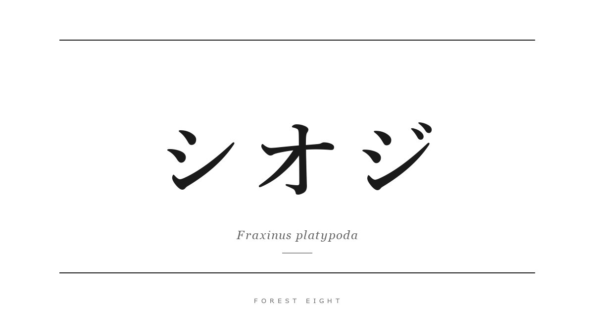 シオジ | Forest Eight