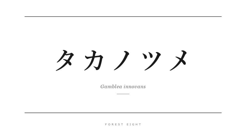 タカノツメ | Forest Eight