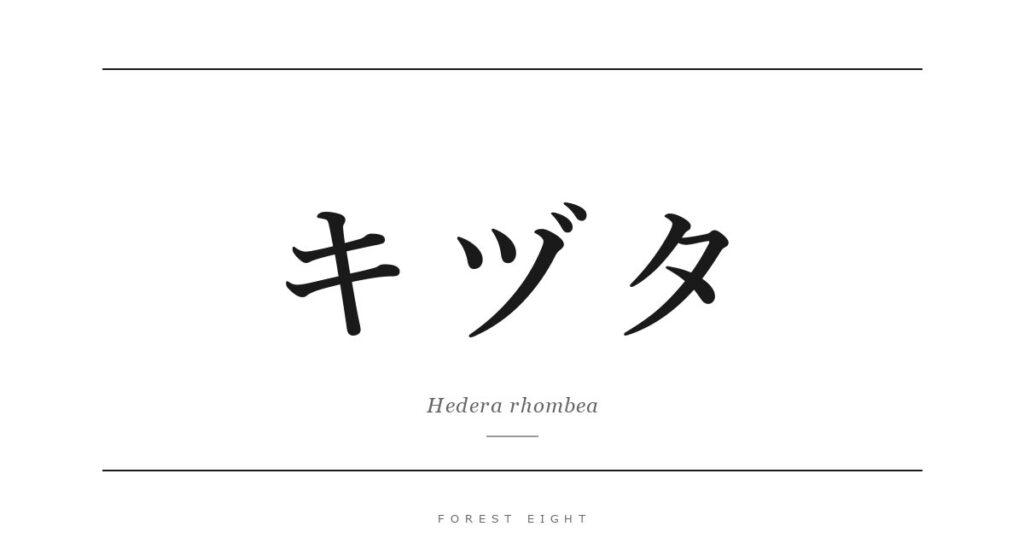 キヅタ | Forest Eight
