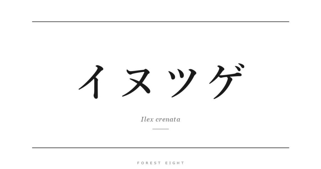 イヌツゲ | Forest Eight