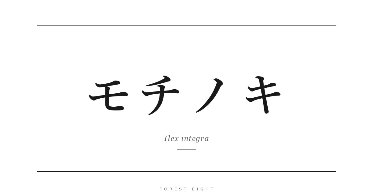 モチノキ | Forest Eight