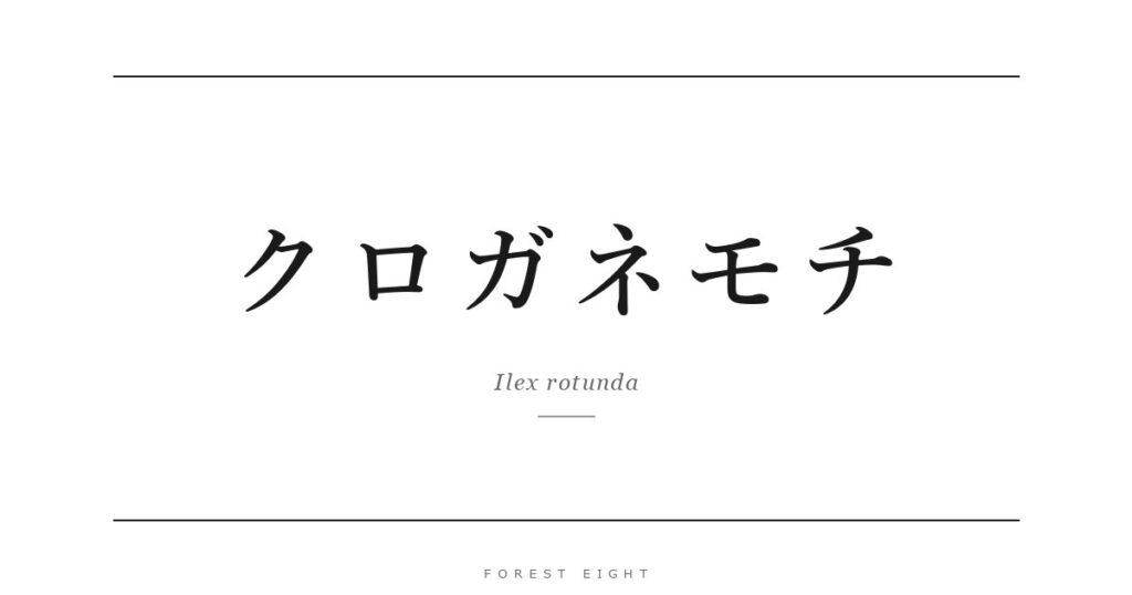 クロガネモチ | Forest Eight