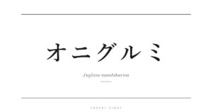 オニグルミ | Forest Eight