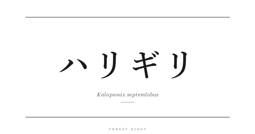 ハリギリ | Forest Eight