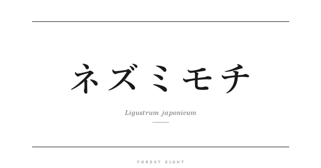 ネズミモチ | Forest Eight