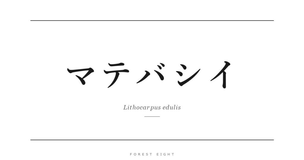 マテバシイ | Forest Eight