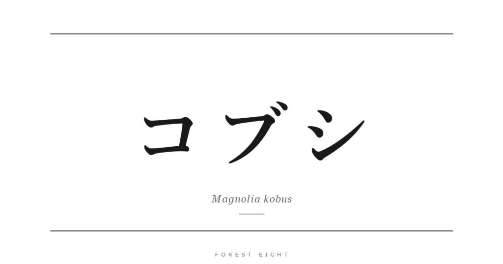 コブシ | Forest Eight