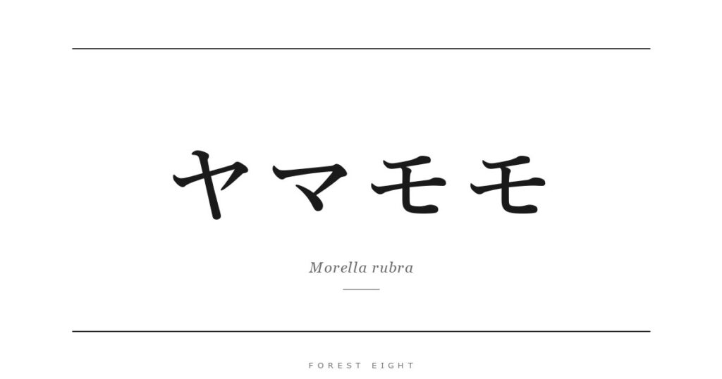 ヤマモモ | Forest Eight