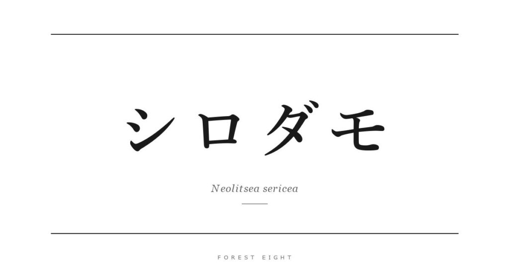 シロダモ | Forest Eight