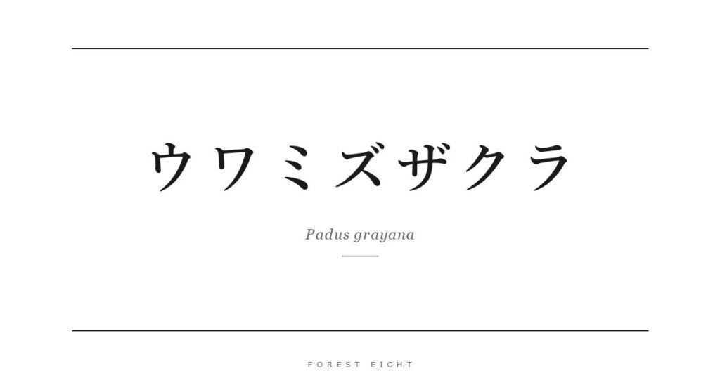 ウワミズザクラ | Forest Eight