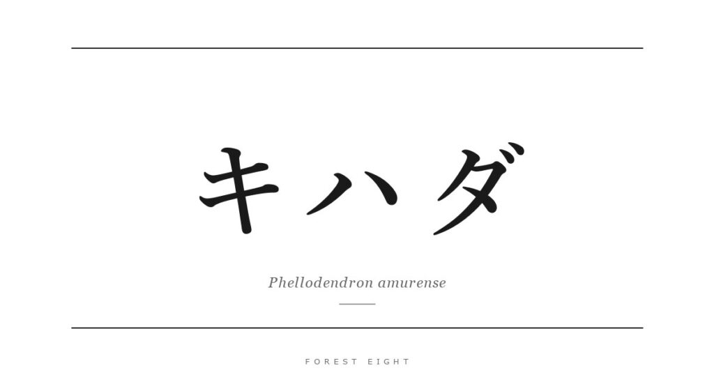 キハダ | Forest Eight