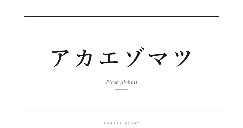 アカエゾマツ | Forest Eight