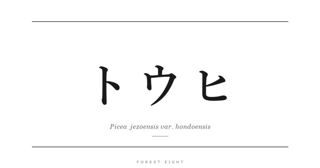 トウヒ | Forest Eight