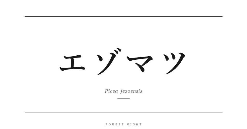 エゾマツ | Forest Eight