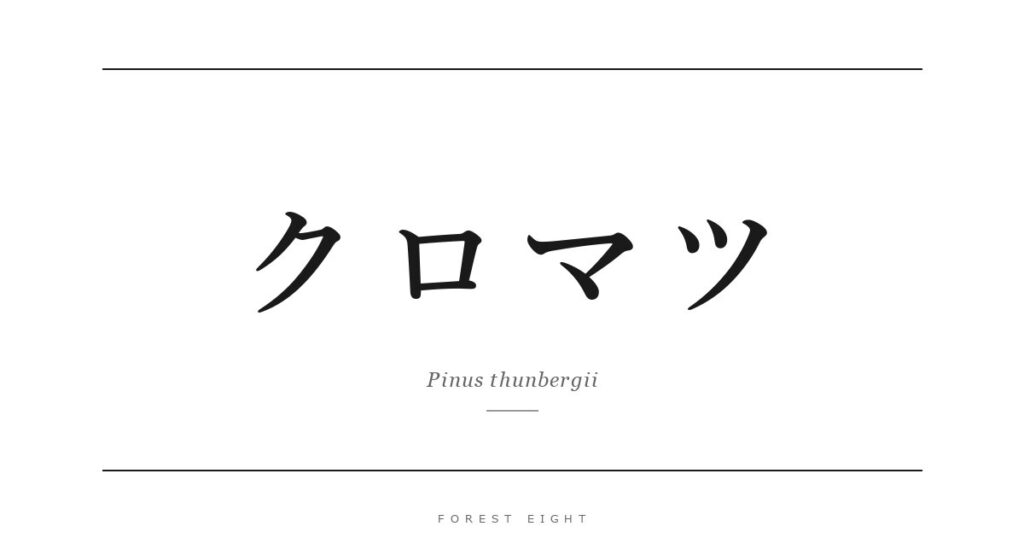 クロマツ | Forest Eight