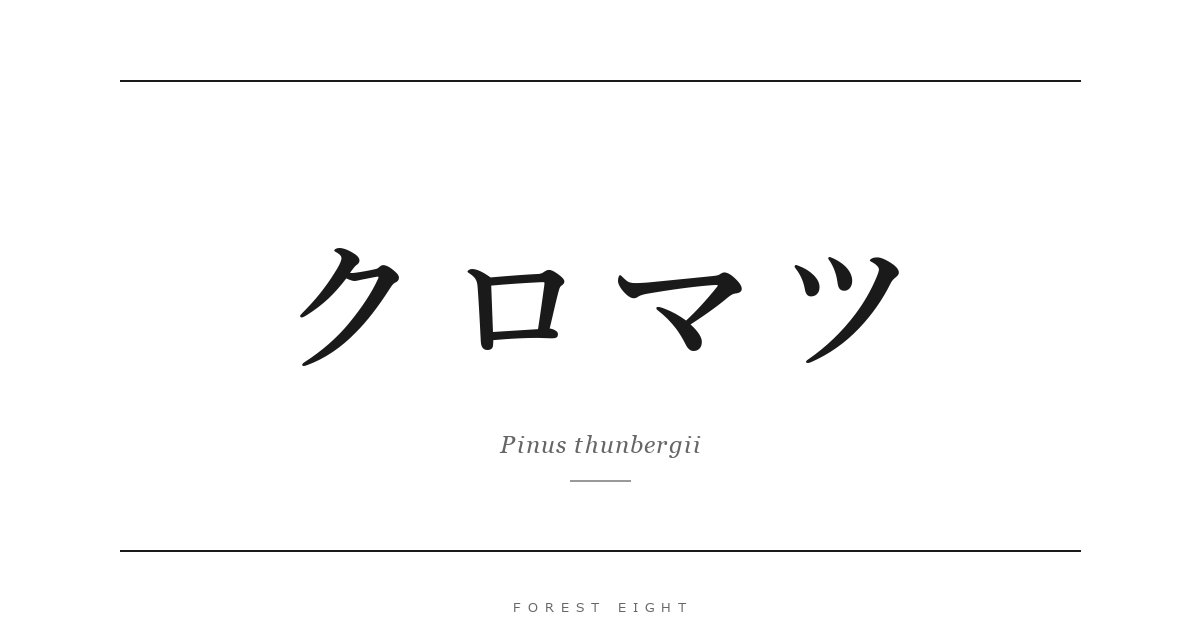 クロマツ | Forest Eight