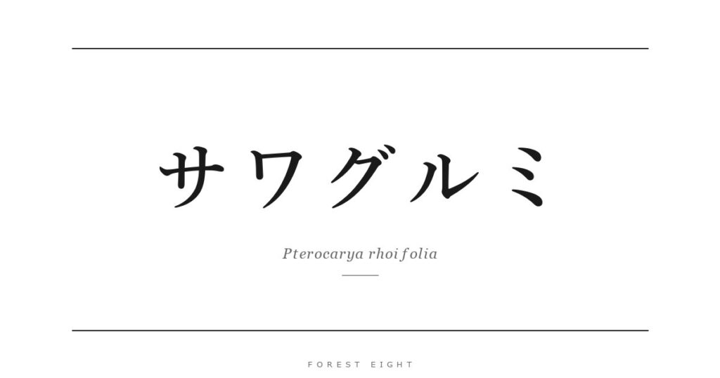サワグルミ | Forest Eight