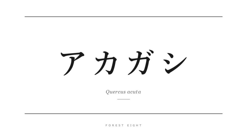 アカガシ | Forest Eight