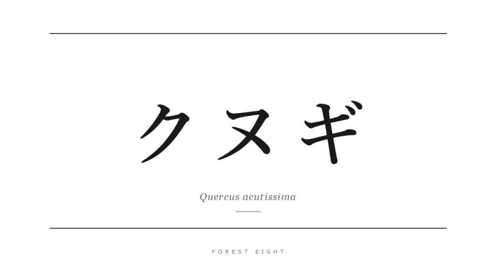 クヌギ | Forest Eight