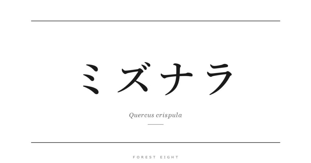 ミズナラ | Forest Eight
