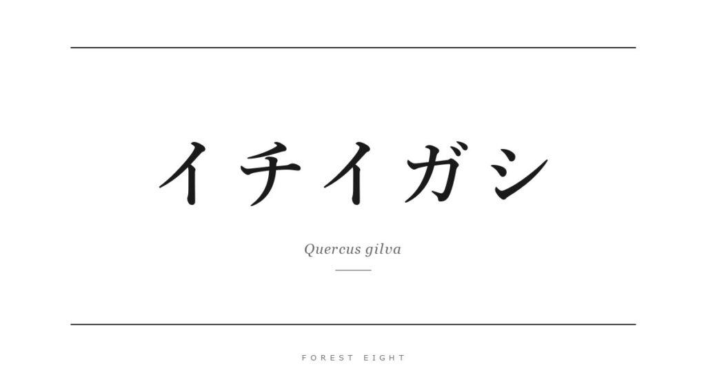 イチイガシ | Forest Eight