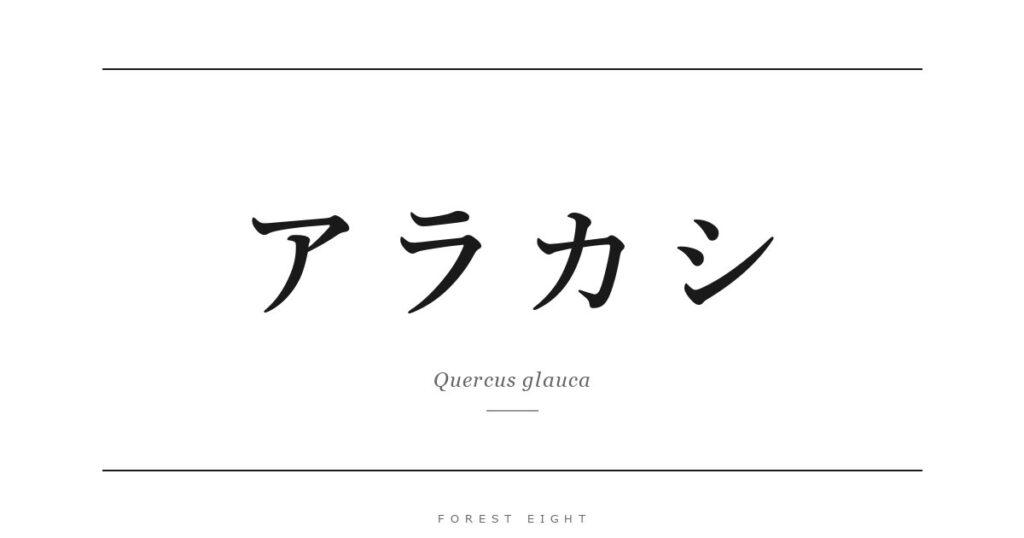 アラカシ | Forest Eight