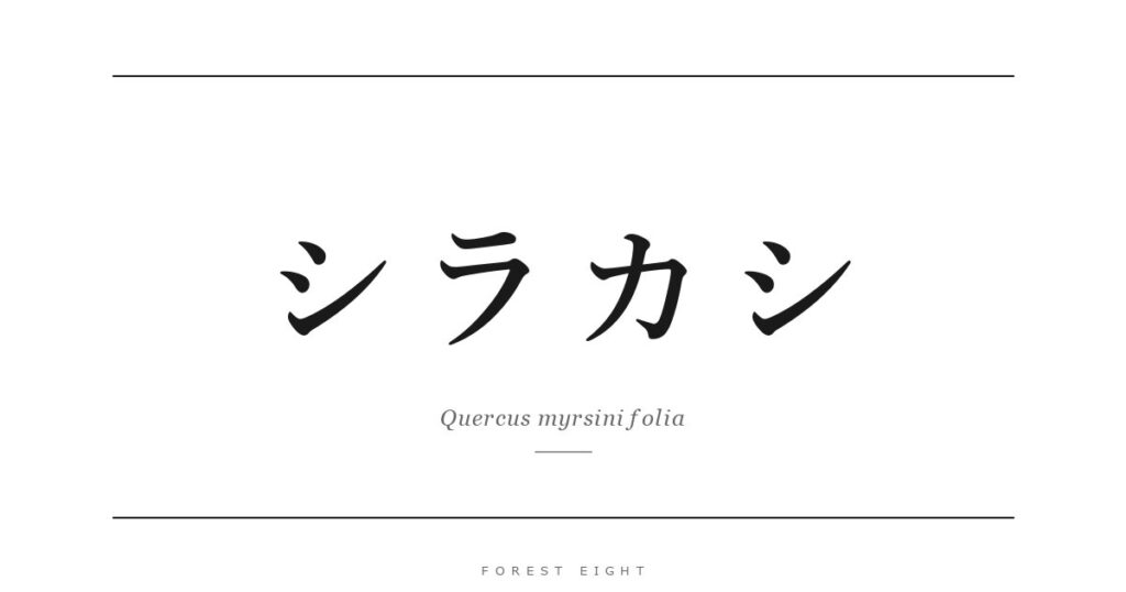 シラカシ | Forest Eight