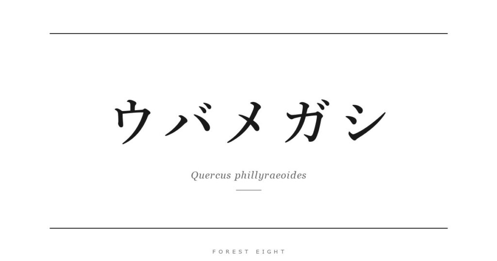 ウバメガシ | Forest Eight