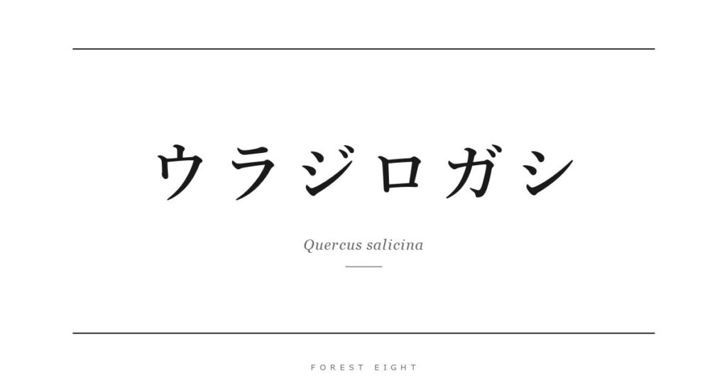 ウラジロガシ | Forest Eight