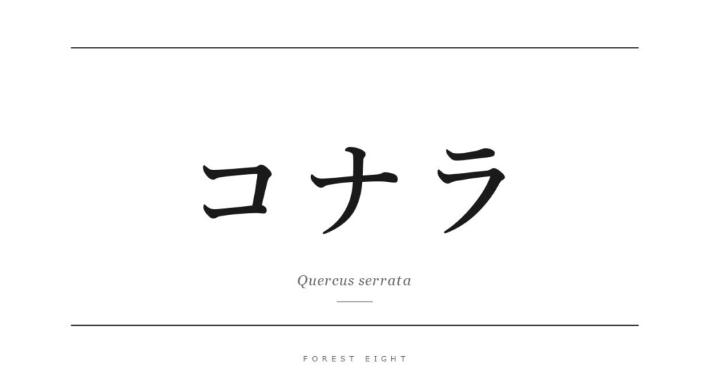 コナラ | Forest Eight