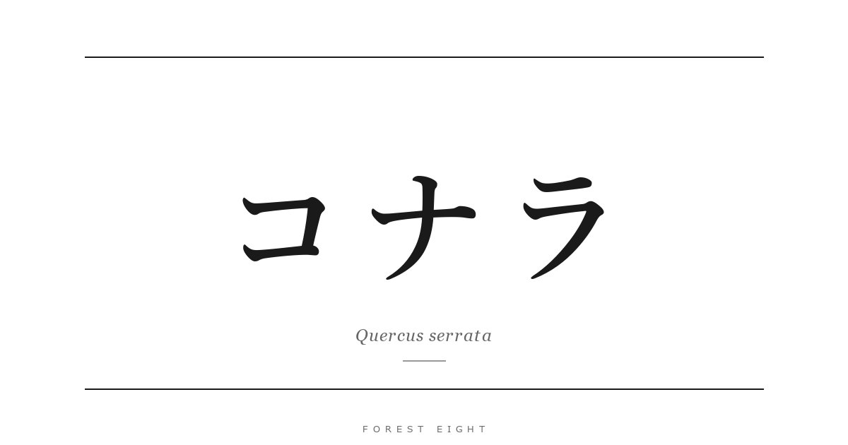コナラ | Forest Eight