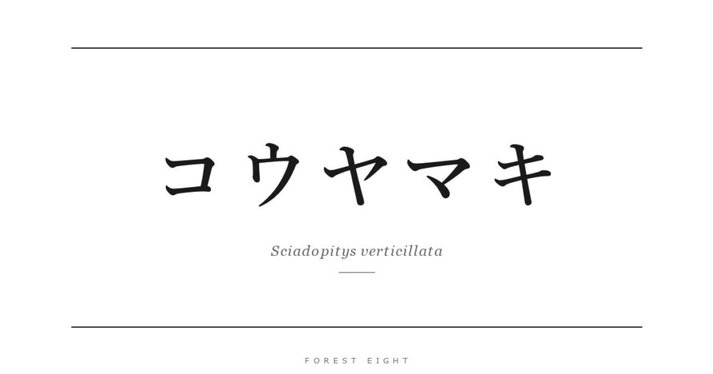 コウヤマキ | Forest Eight