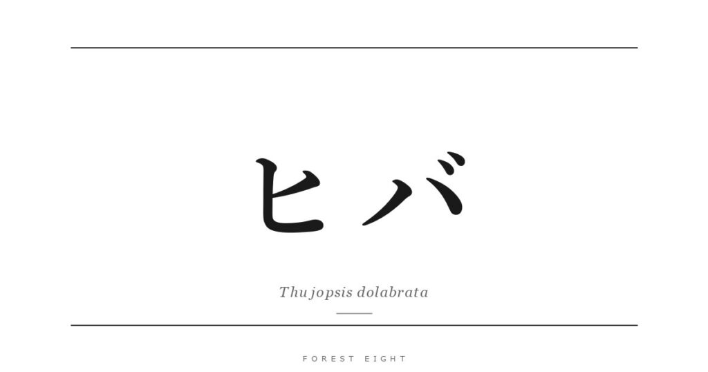 ヒバ | Forest Eight