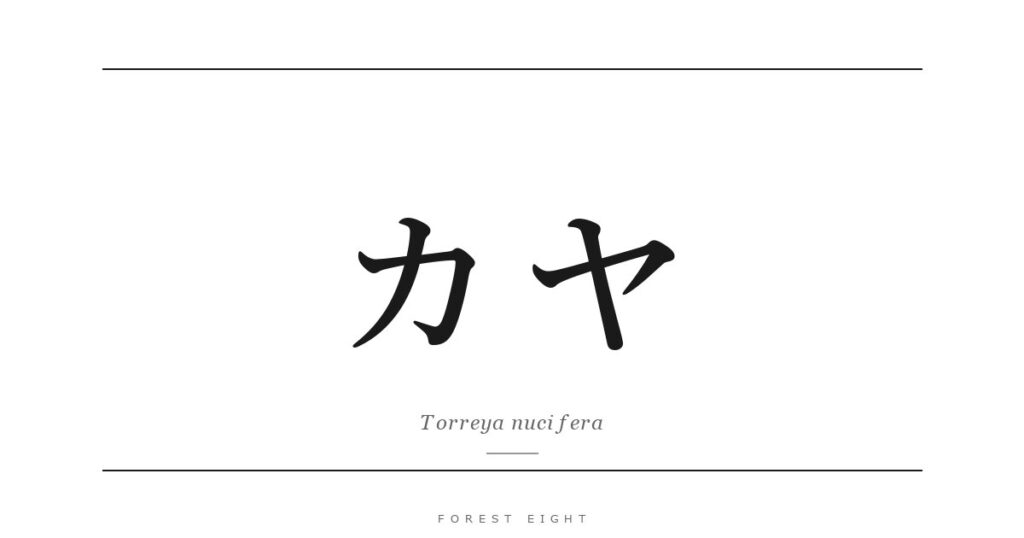 カヤ | Forest Eight