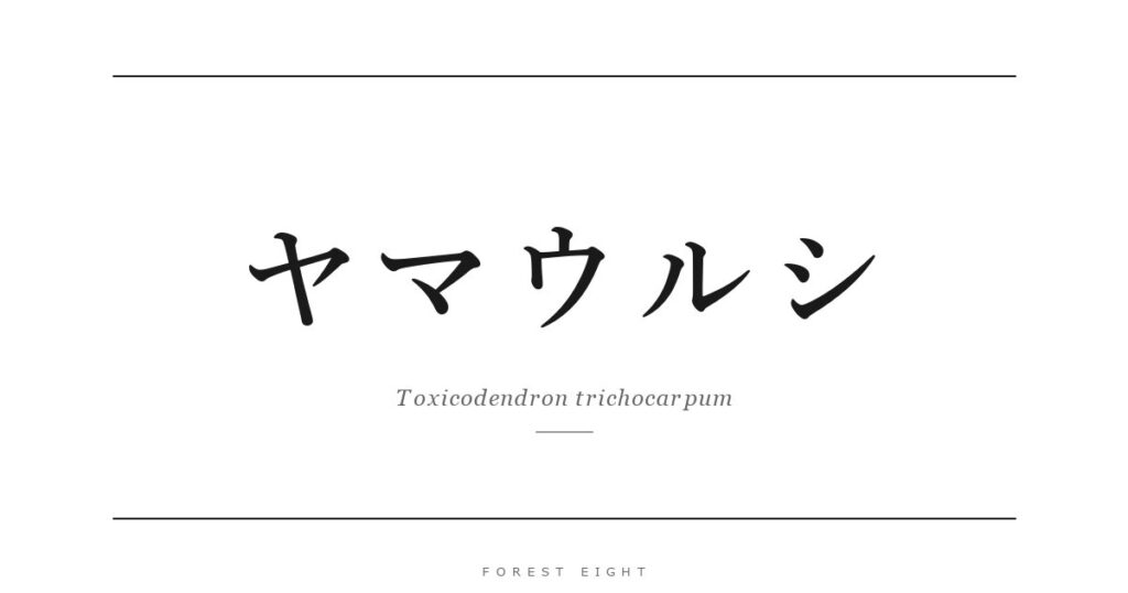 ヤマウルシ | Forest Eight