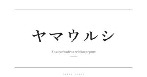 ヤマウルシ | Forest Eight