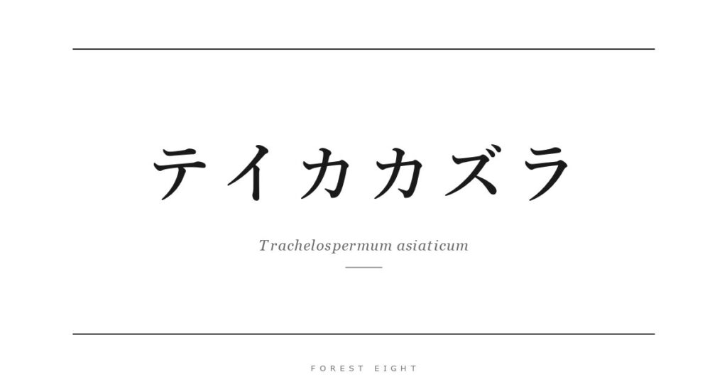 テイカカズラ | Forest Eight