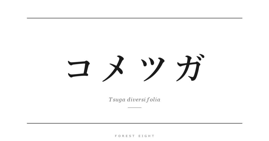 コメツガ | Forest Eight