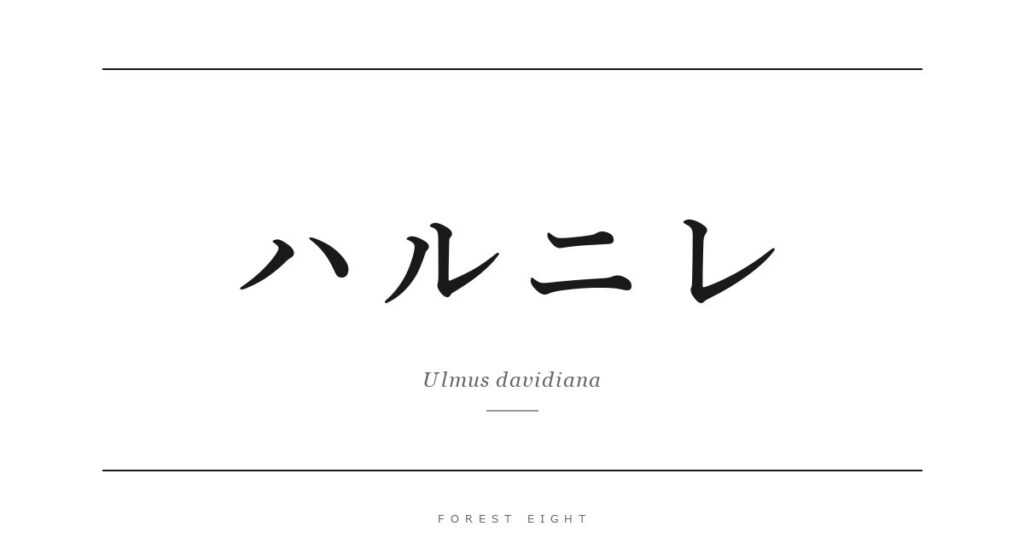 ハルニレ | Forest Eight