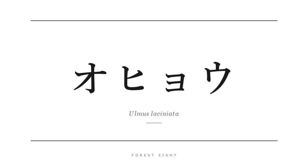 オヒョウ | Forest Eight