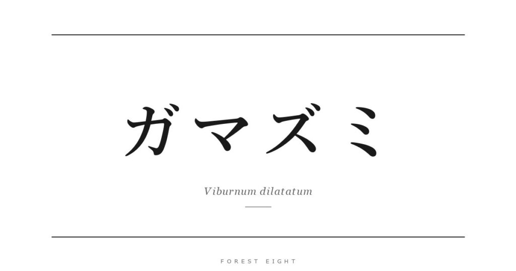 ガマズミ | Forest Eight
